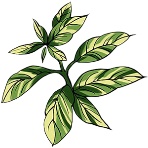 Cesta Korenia
